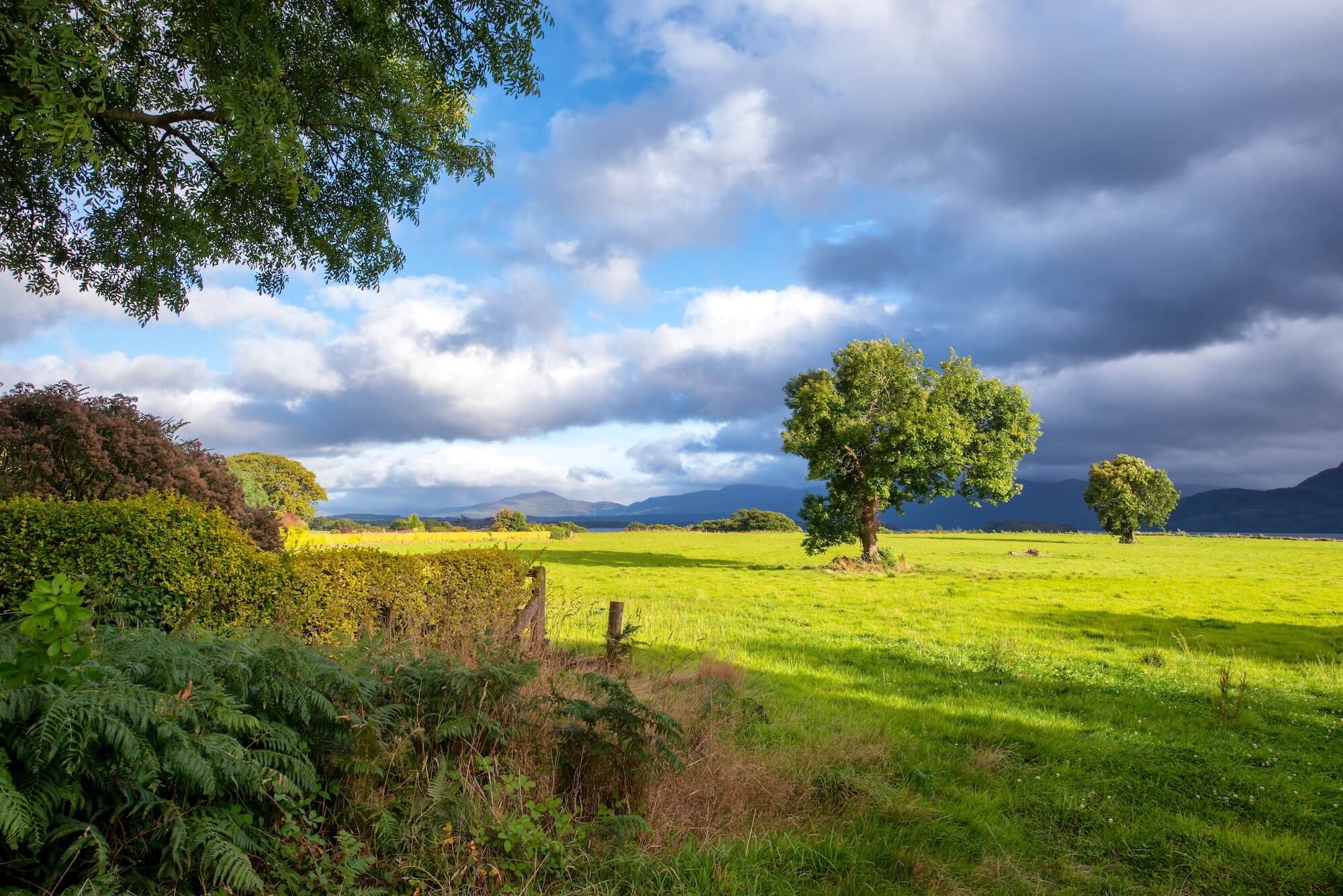 An Irish Field