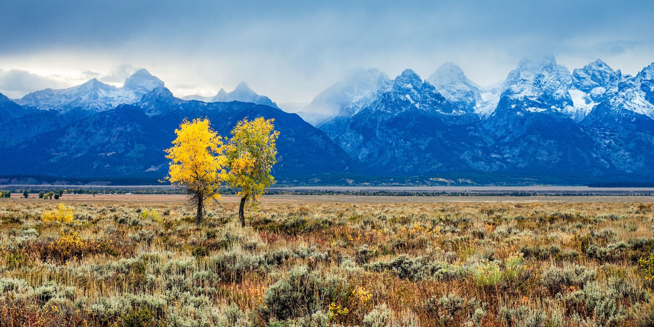 Tetons Meadow