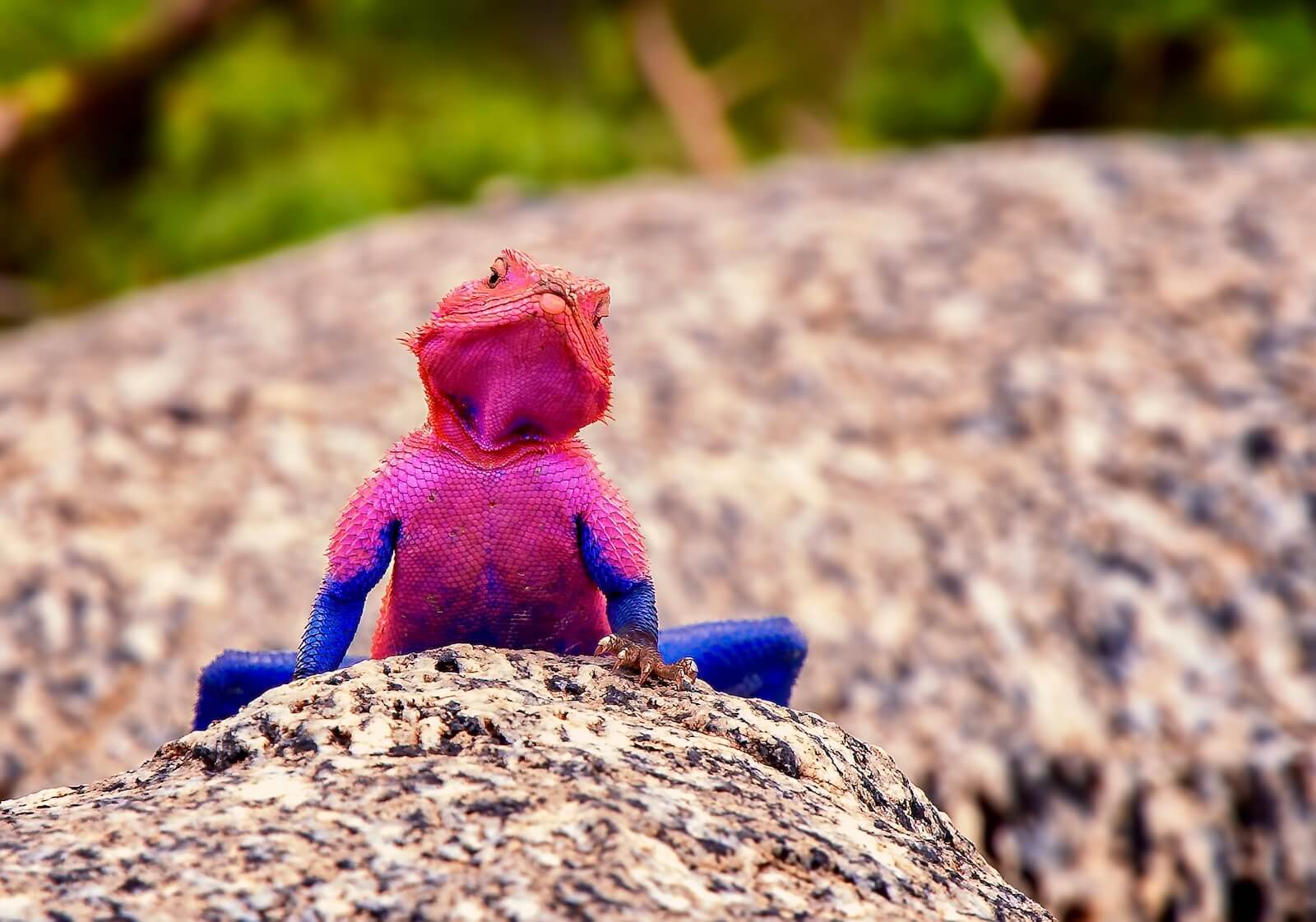 Agama agama