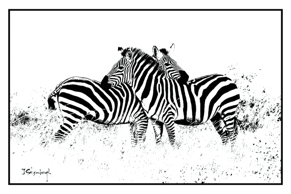 Zebras Standing Watch