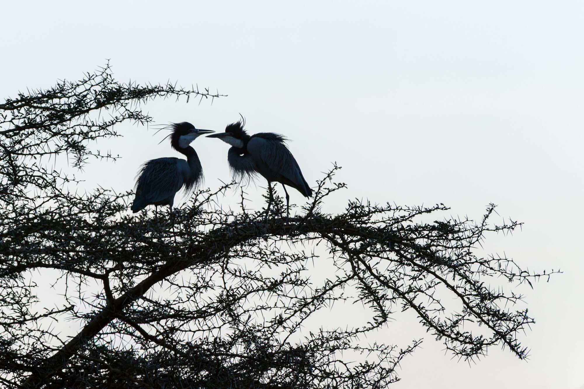 Black-headed Herons Roosting