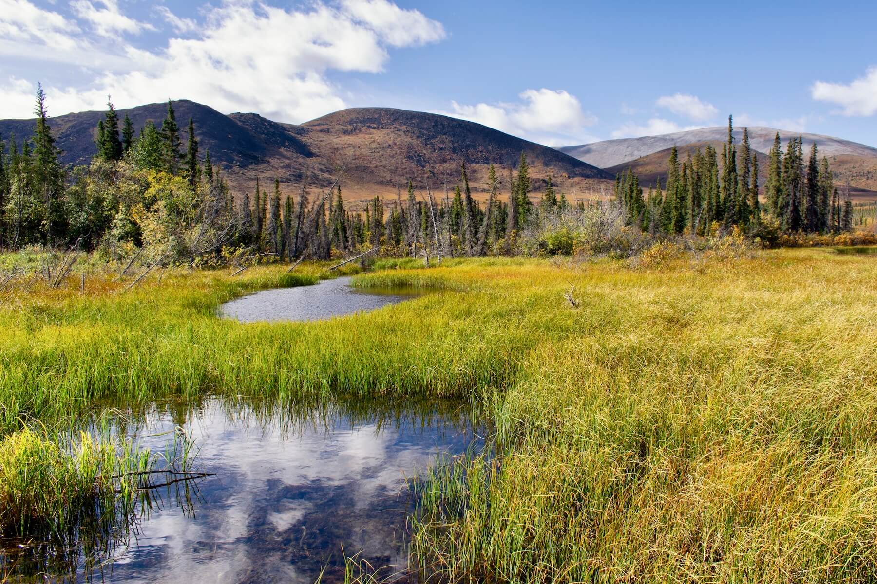 Yukon Meadow
